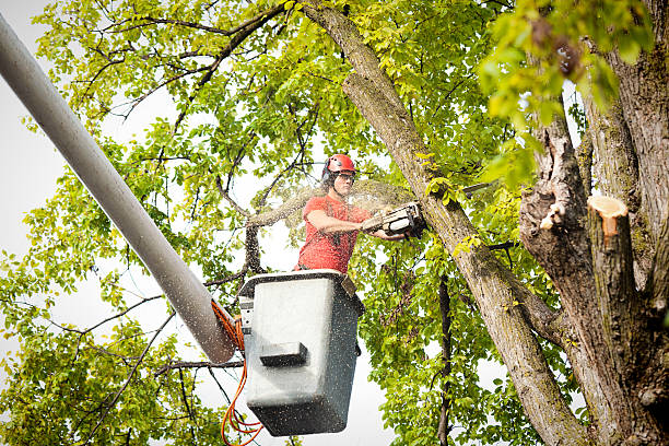 Best Tree Removal  in Chestertown, MD